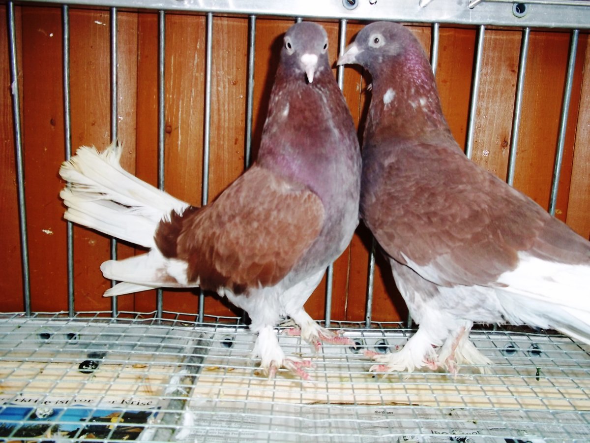 Голуби бойные турецкая Такла