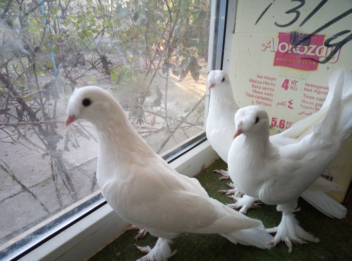 НОСОЧУБАЯ Такла