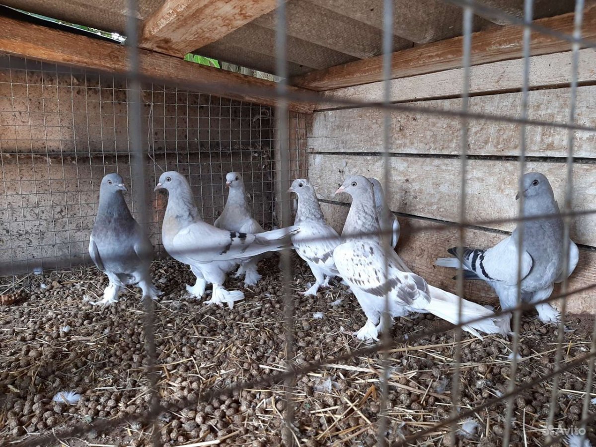 Голуби Такла