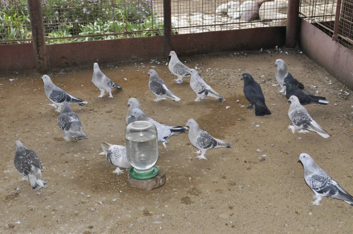 Голубеводство Адана пикирующий