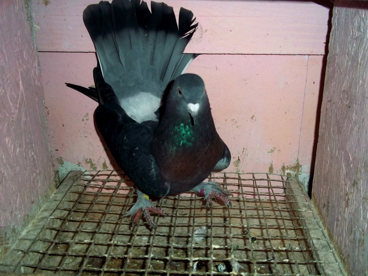 Голуби турецкая Такла