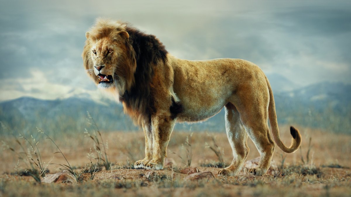 Берберийский Лев