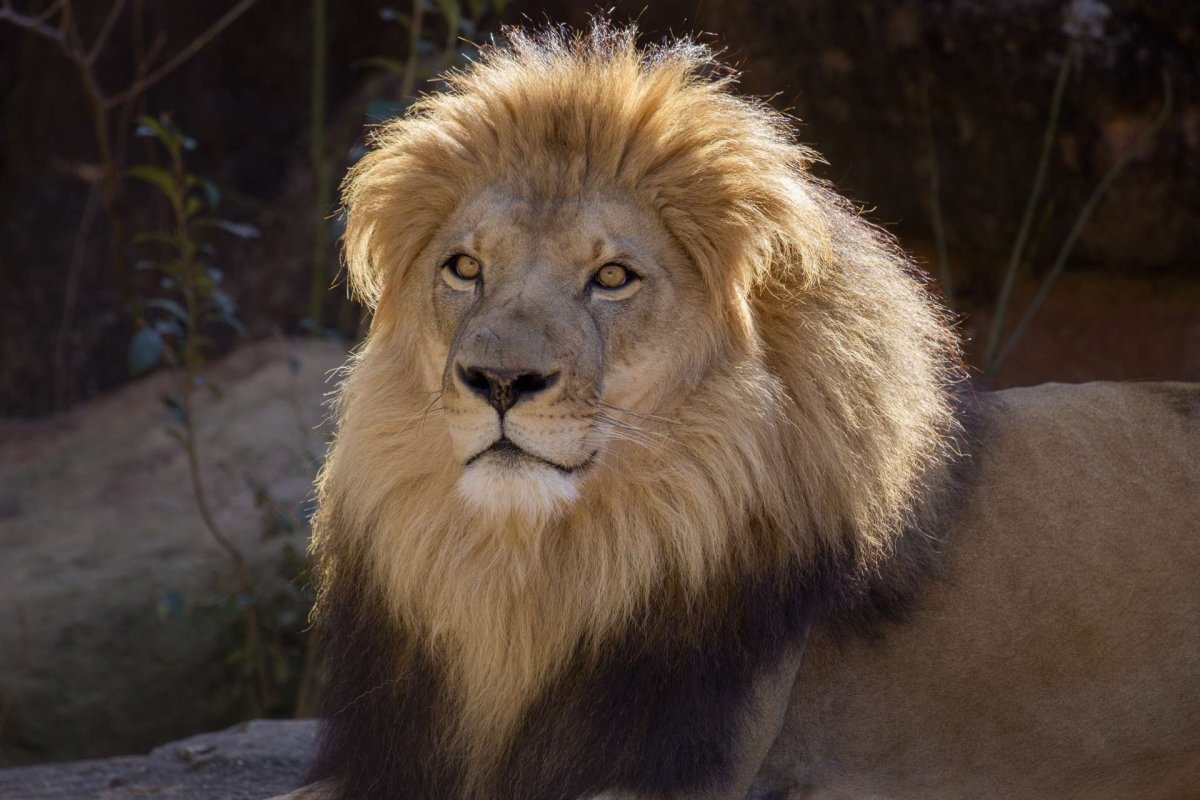 Черногривый Лев ЮАР