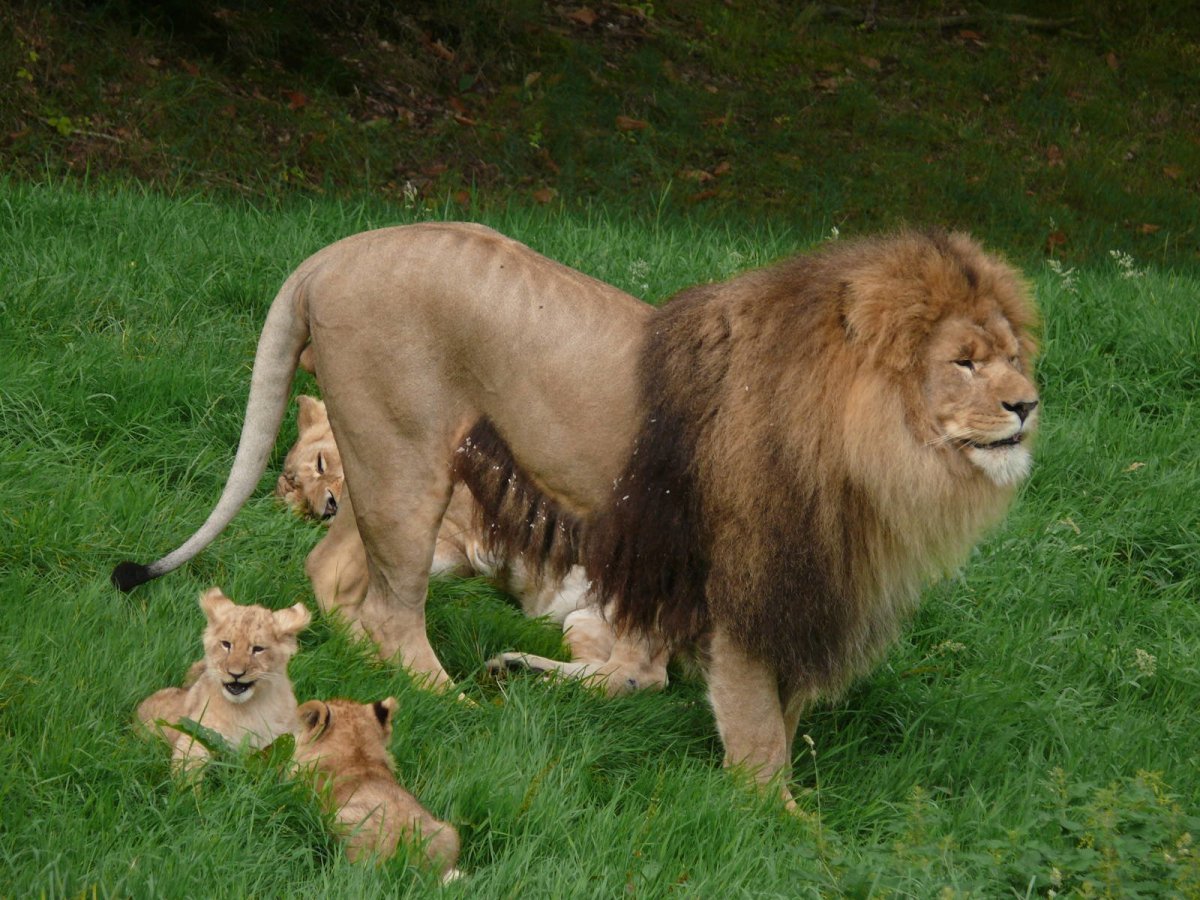 Берберийский Лев (Panthera Leo Leo)