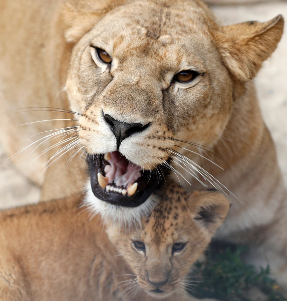 Последний Берберийский Лев