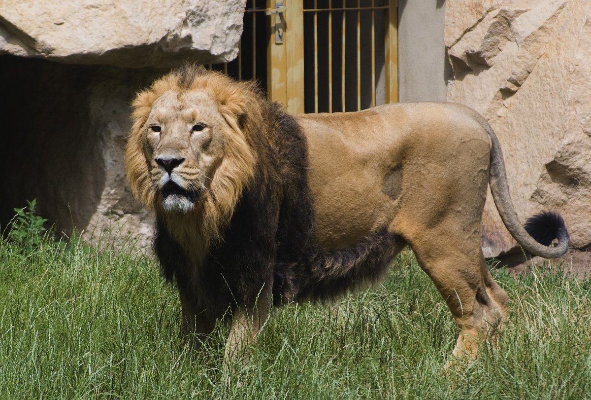 Берберийский Львенок