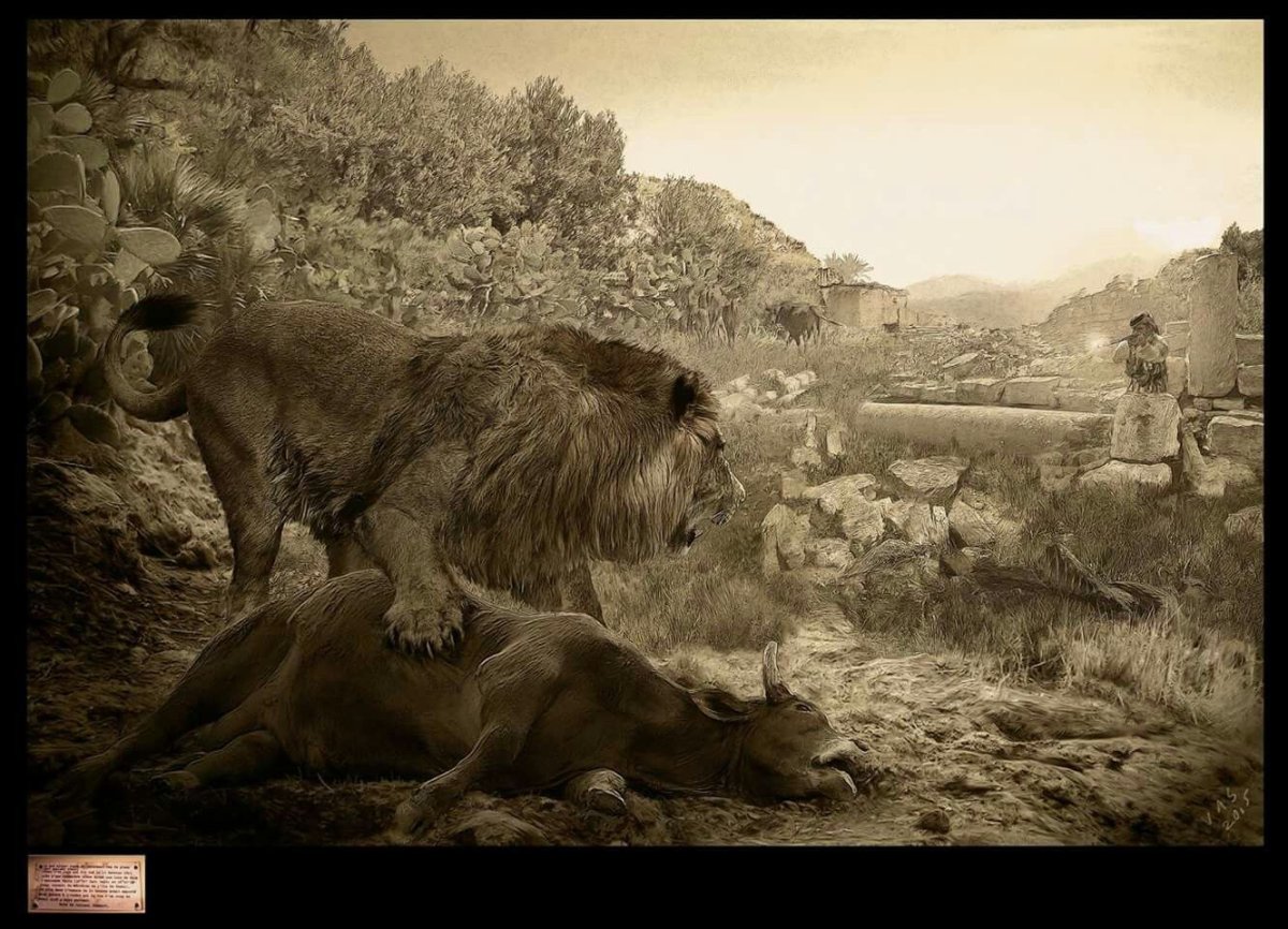 Капский Лев Размеры