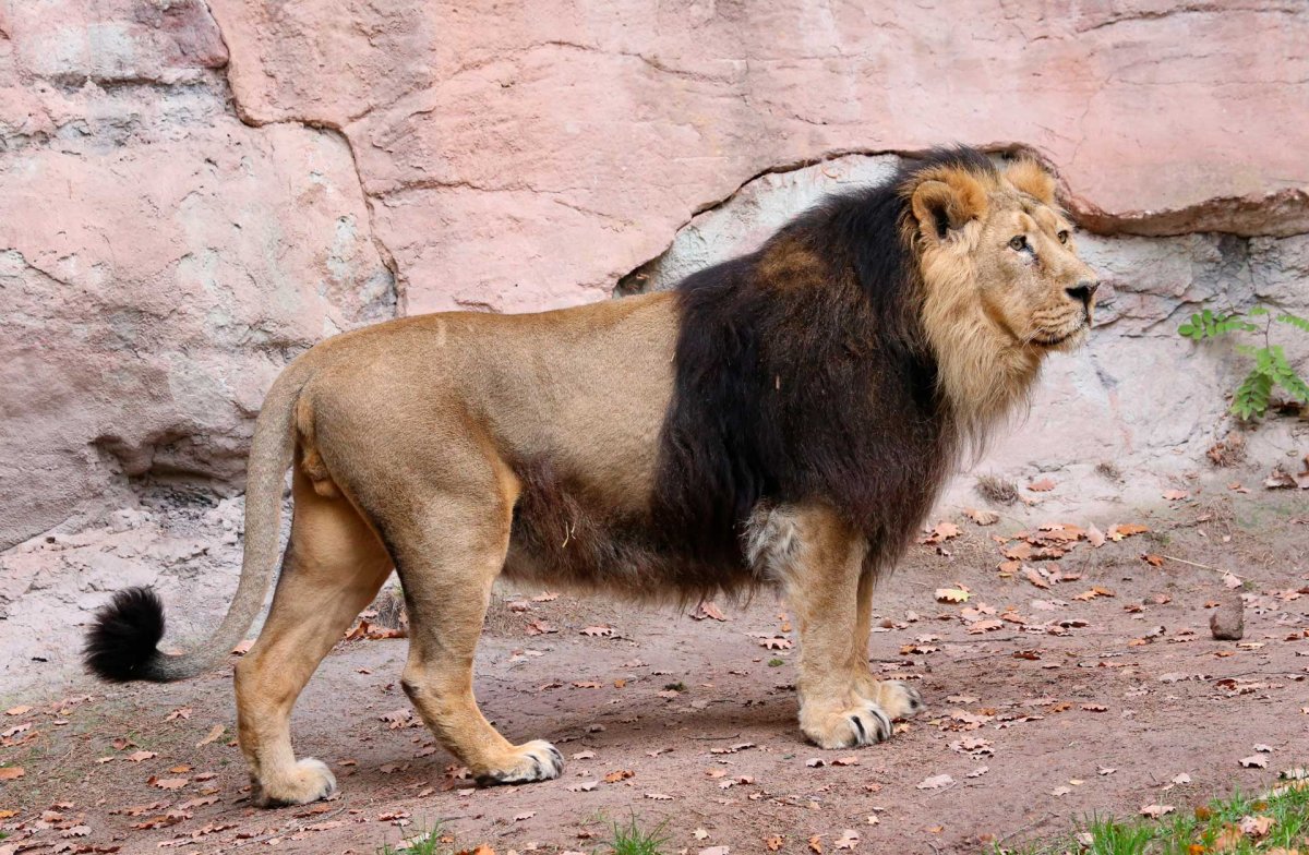 Берберийский Лев в зоопарке