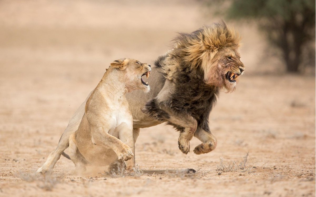 Берберийский Лев арт