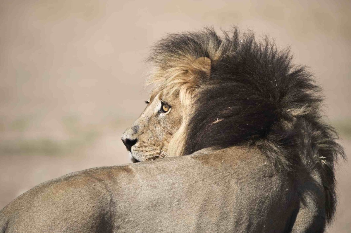 Дикого берберийского Льва