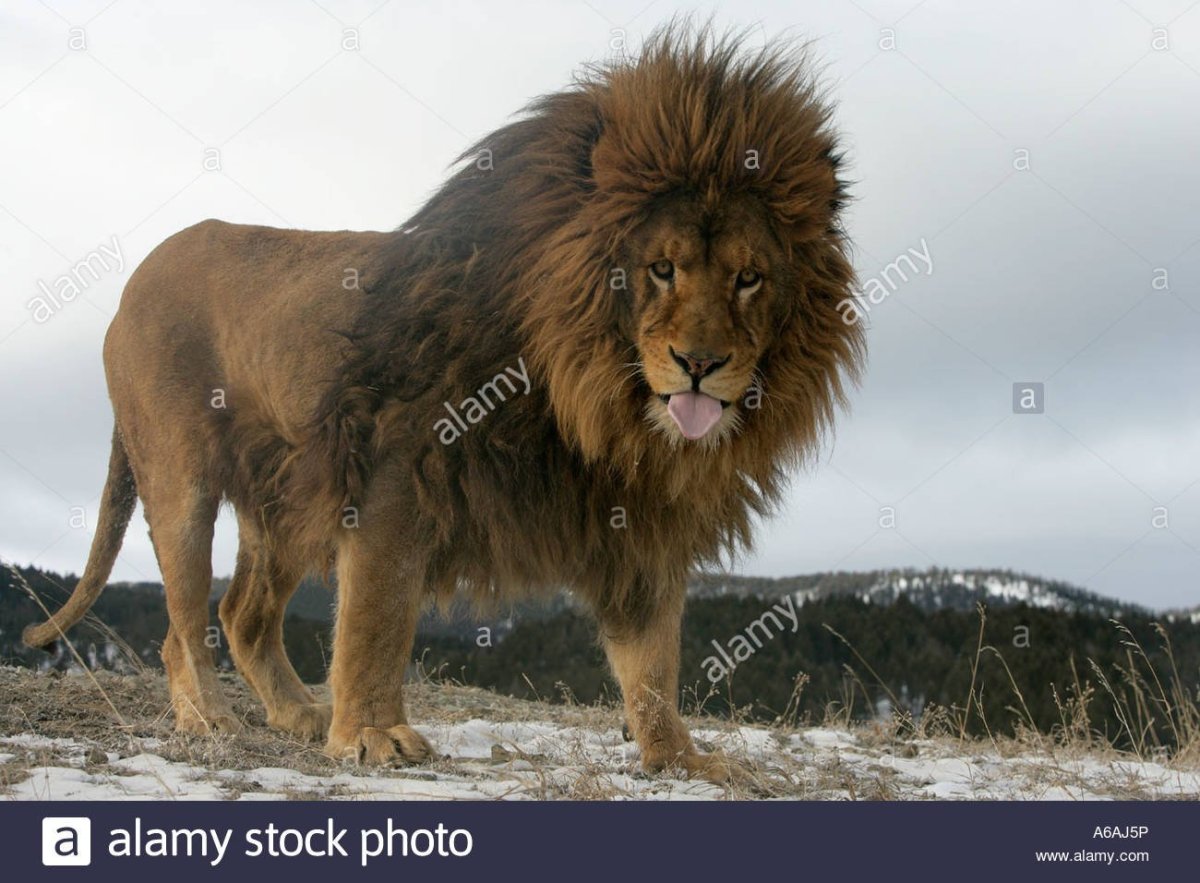 Барбарийский Лев