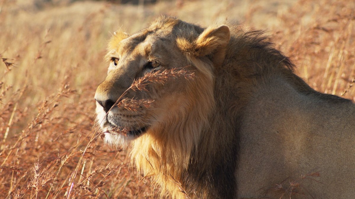 Берберийский Лев