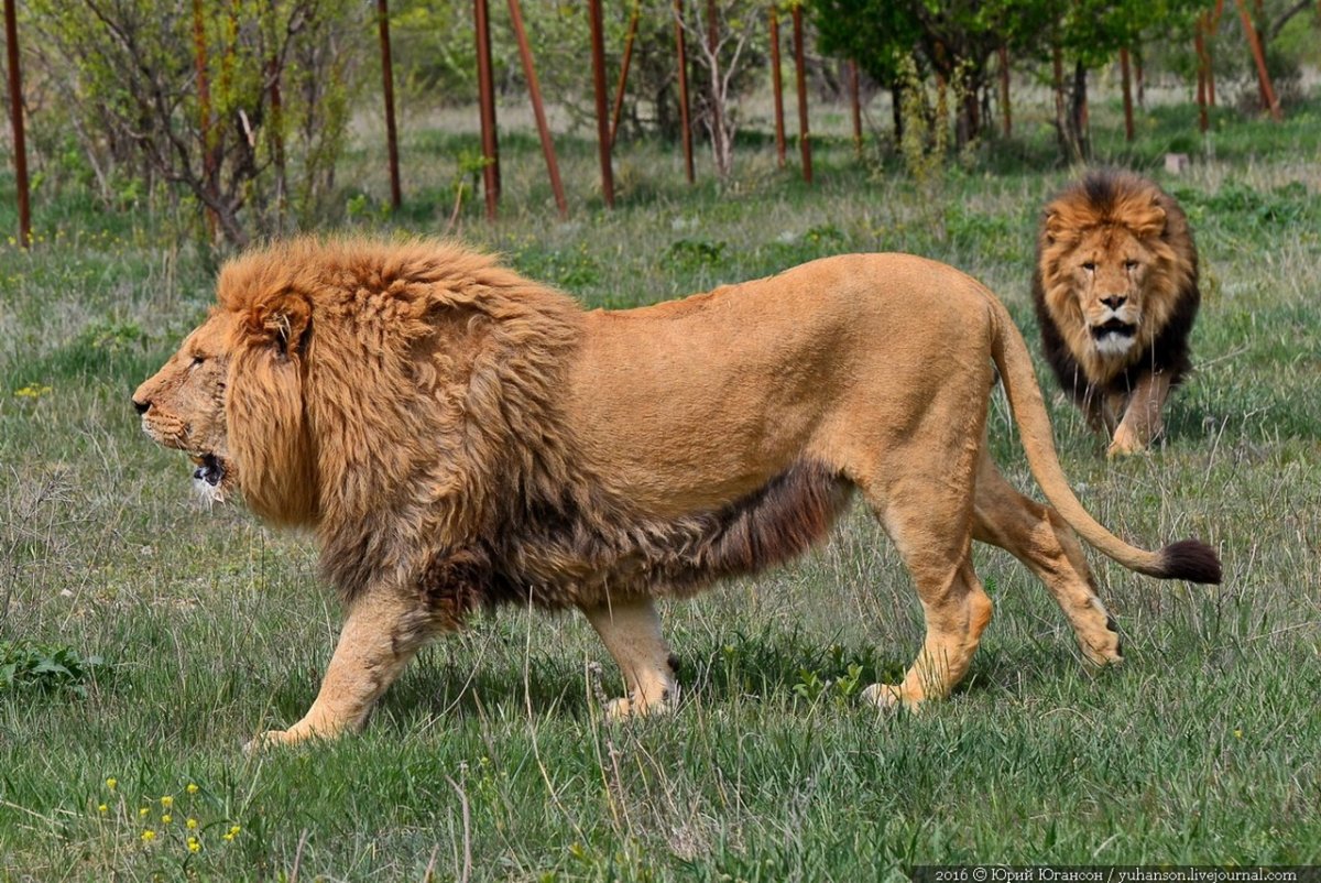 Капский Лев