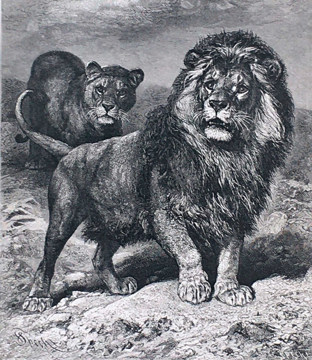 Лев (Panthera Leo)