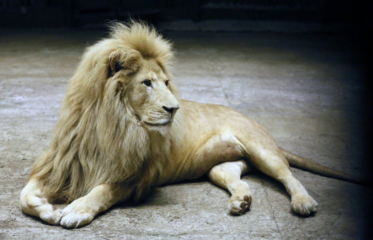 Мой дев чтотхочц то и делаю