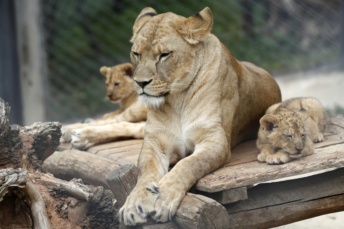 Берберийский Лев драка