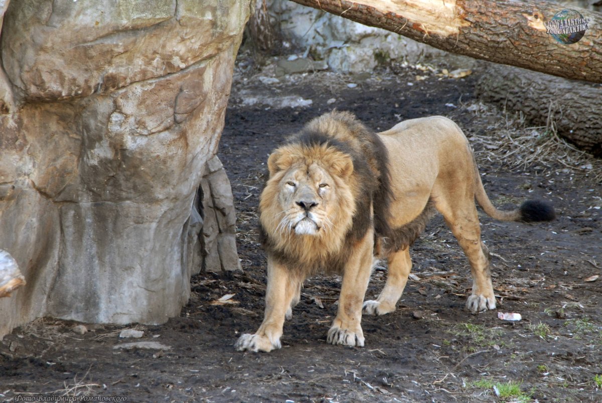 Капский Лев