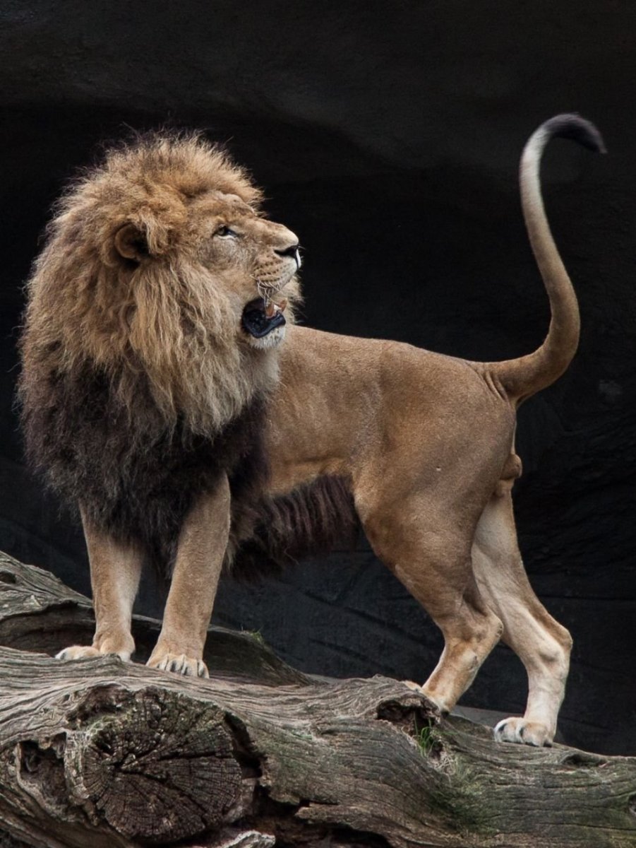 Panthera Leo melanochaita