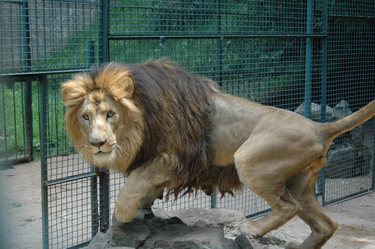 Лев (Panthera Leo)