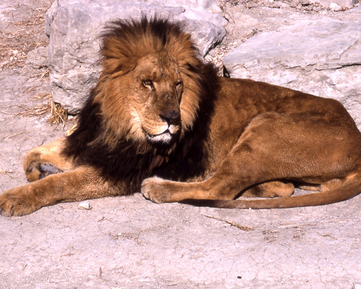 Заповедник Львов Тимбавати