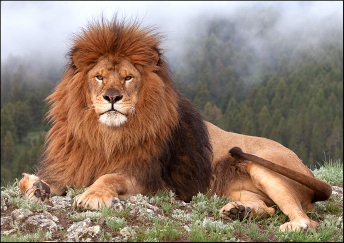 Берберийский Львенок