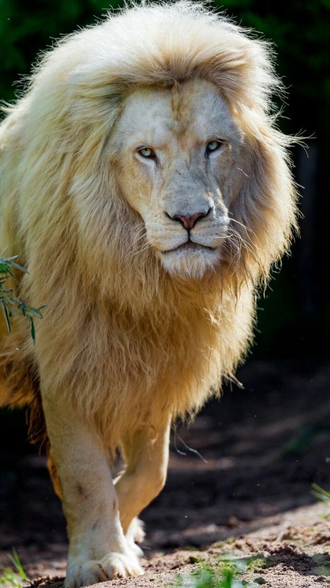 Берберийский Лев