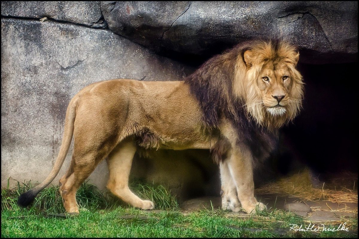 Берберийский Львенок