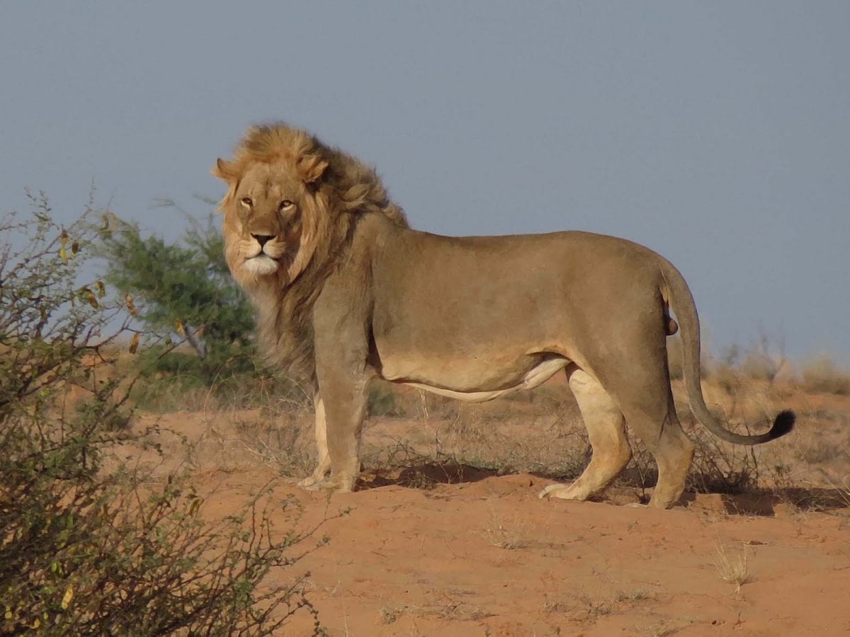 Берберийский Лев (Panthera Leo Leo)