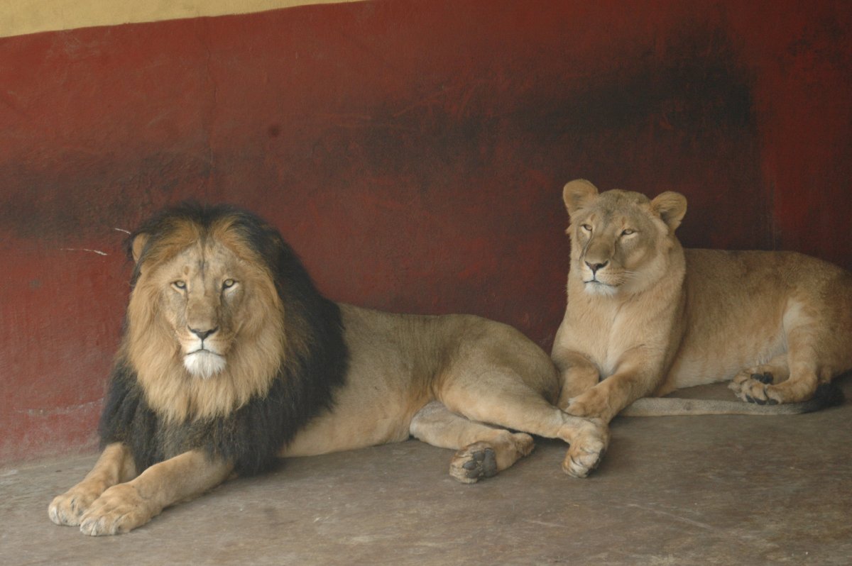 Panthera Leo persica