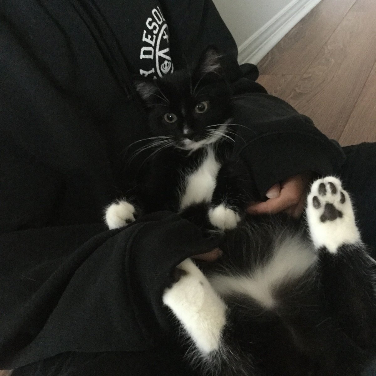 Котики для эстетики