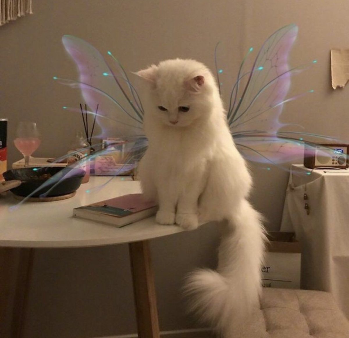 Милый котик