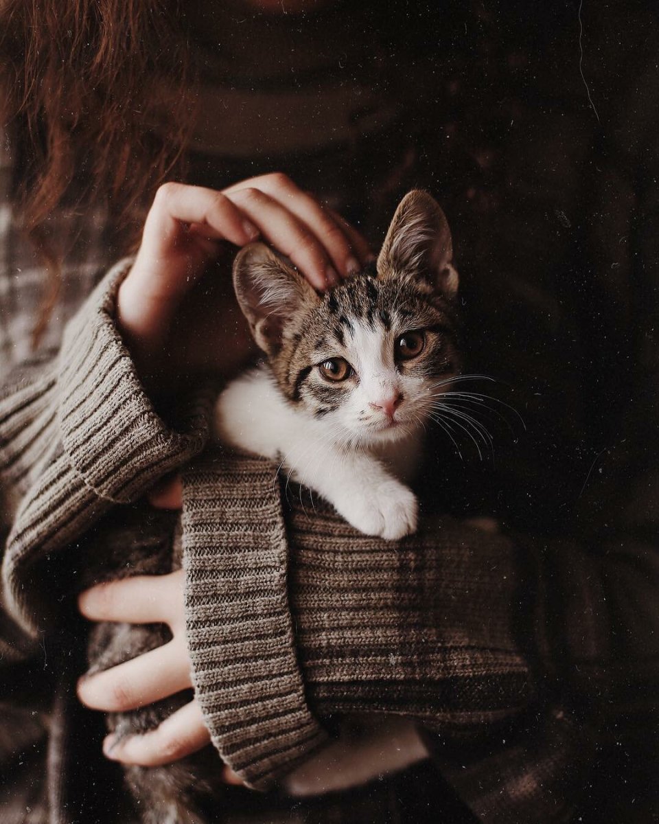 Эстетика котики с крылышками