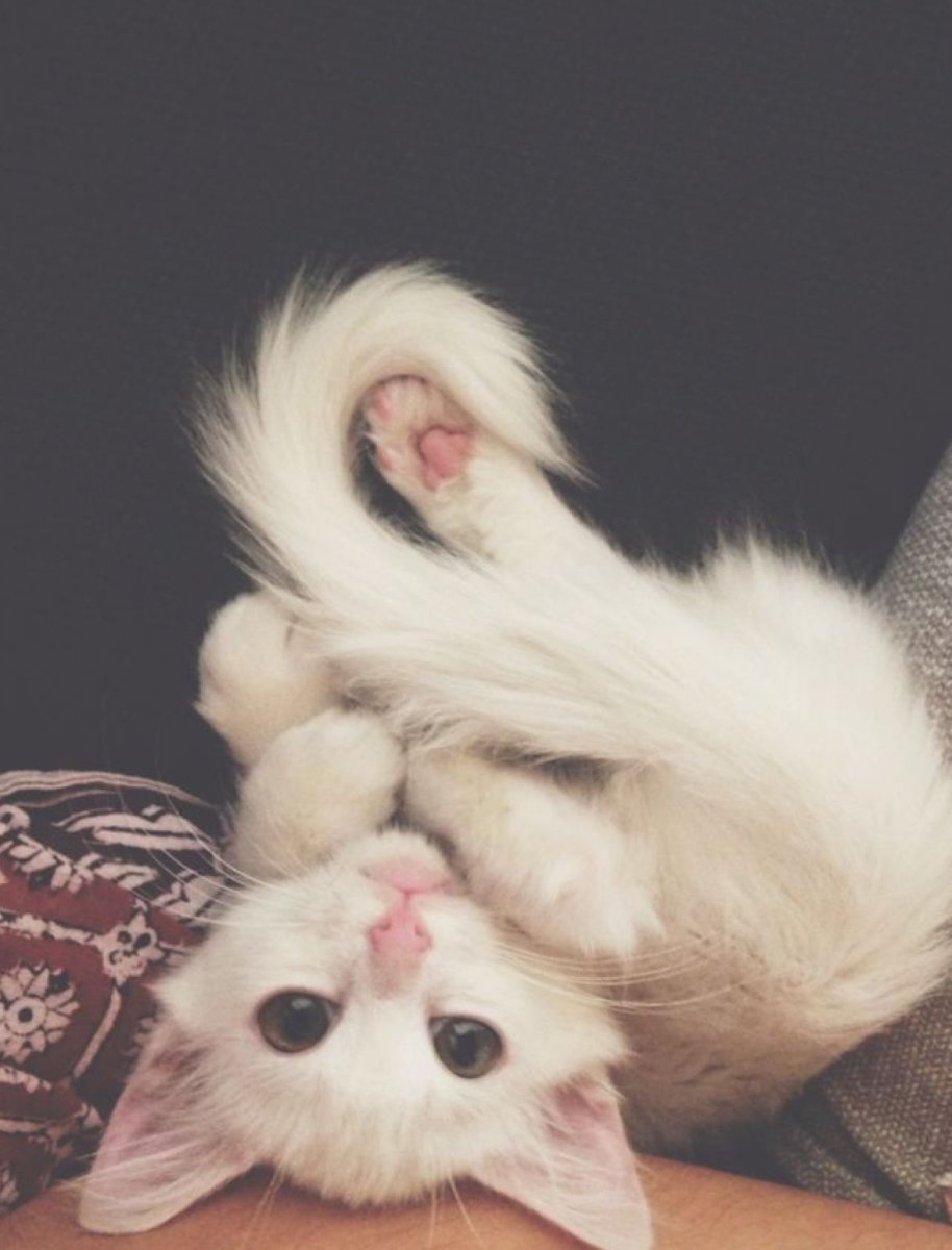 Милые кошки Эстетика