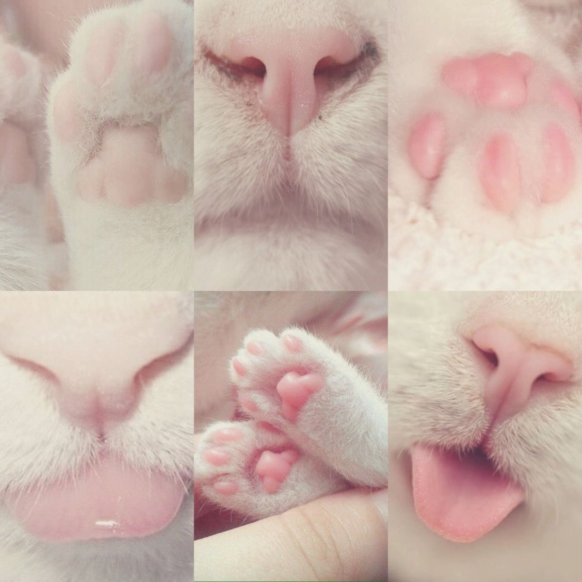 Милые котики