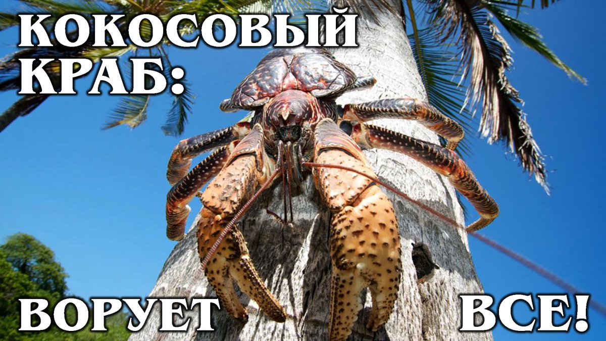 Пальмовый вор кокосовый краб