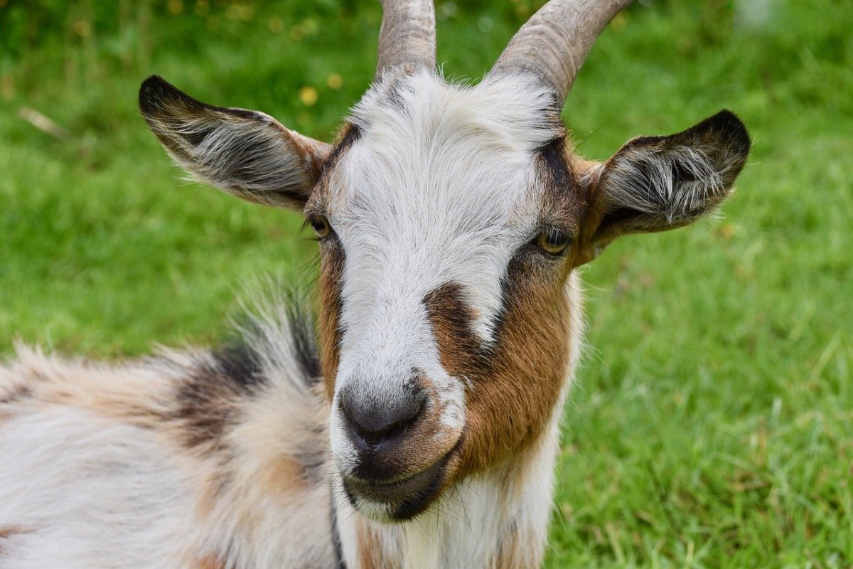 Козы породы Шами