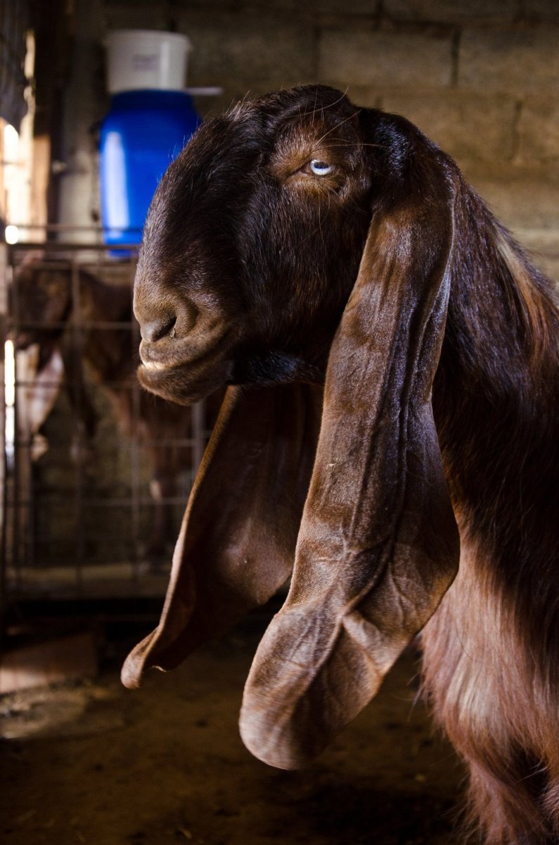 Козы с длинными ушами