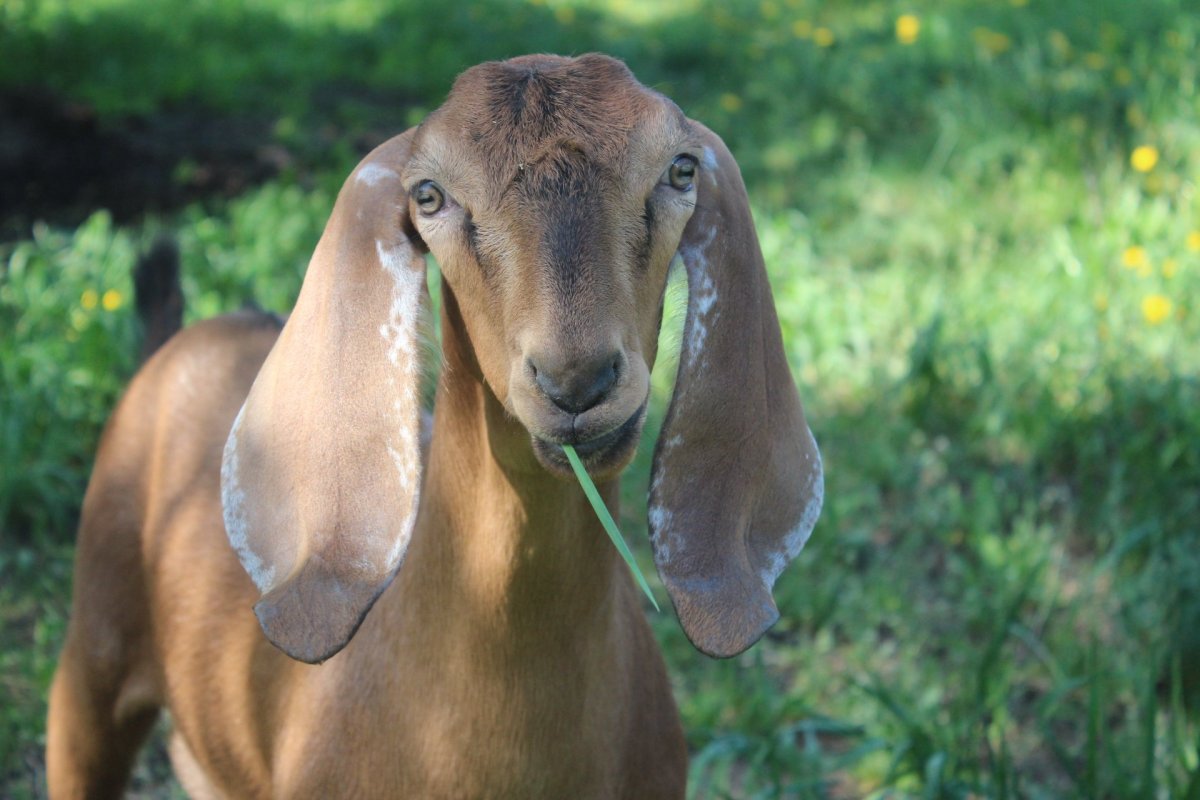 Муфлон мохнорылый