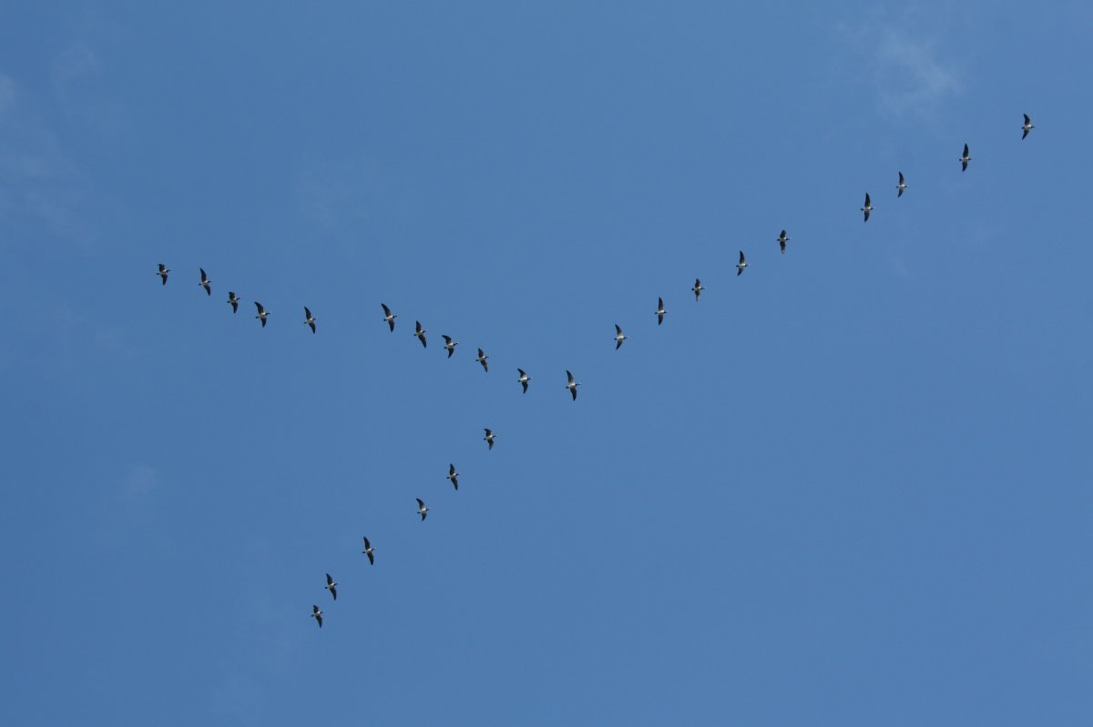 Гуси перелетные птицы Клин