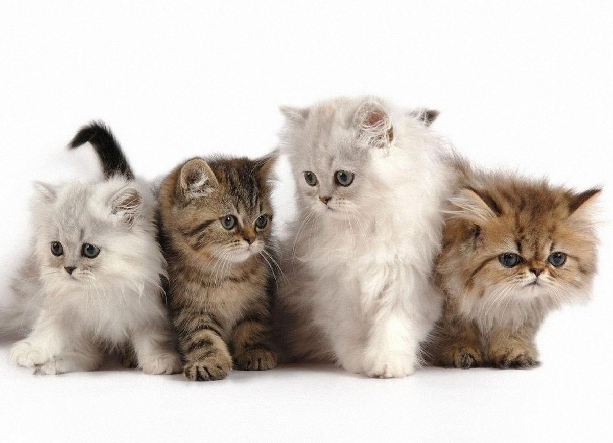 Кошка с котятами