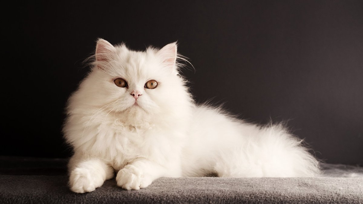 Сибирская длинношерстная кошка белая
