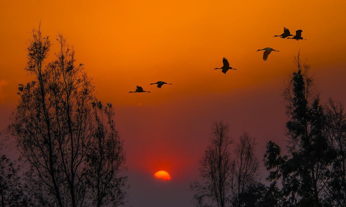 Стая уток в небе