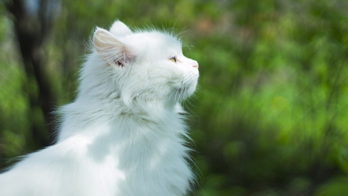 Котята белые пушистые ангорские