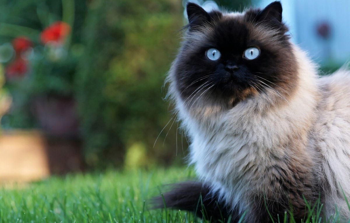 Персидская кошка