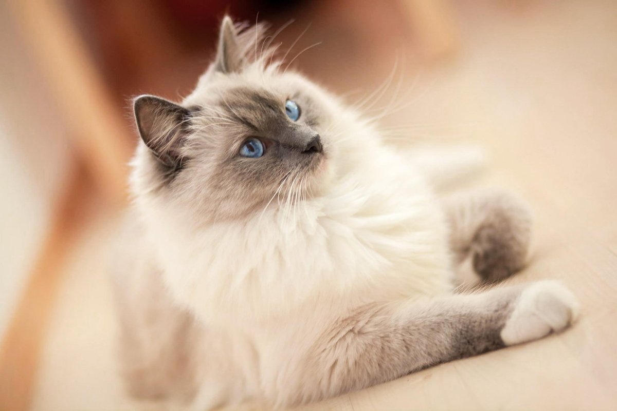 Персидская Сибирская длинношерстная