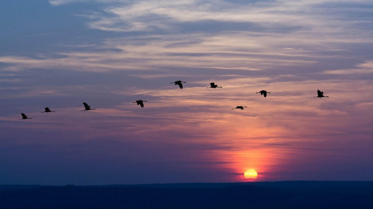 Караван журавлей