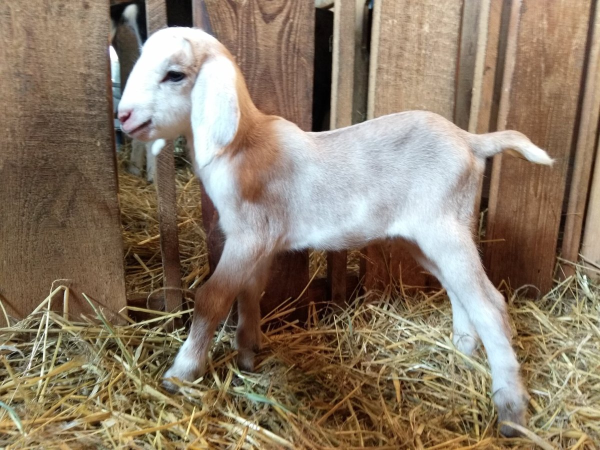 Нубийский племенного козла