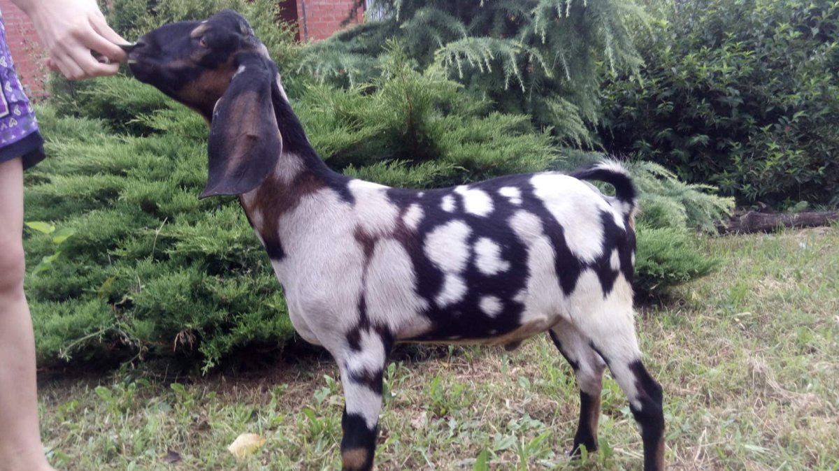 Вислоухие козы нубийский