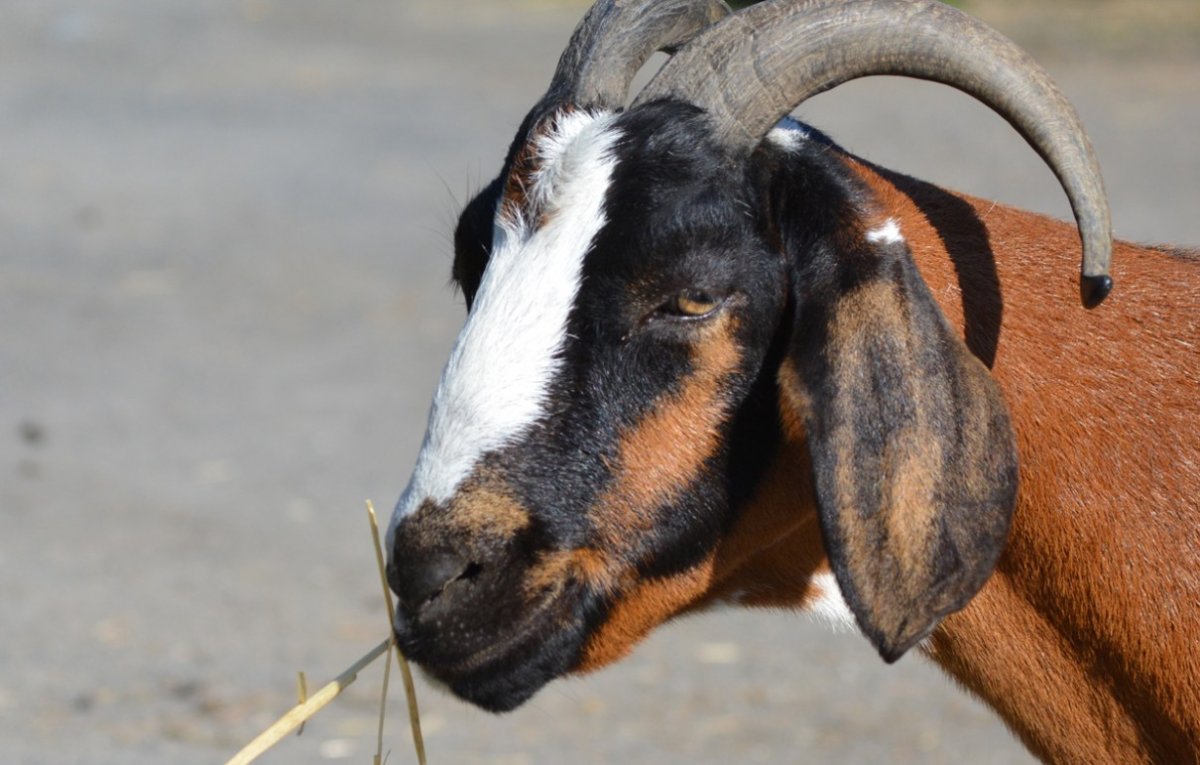 Козы нубийской породы