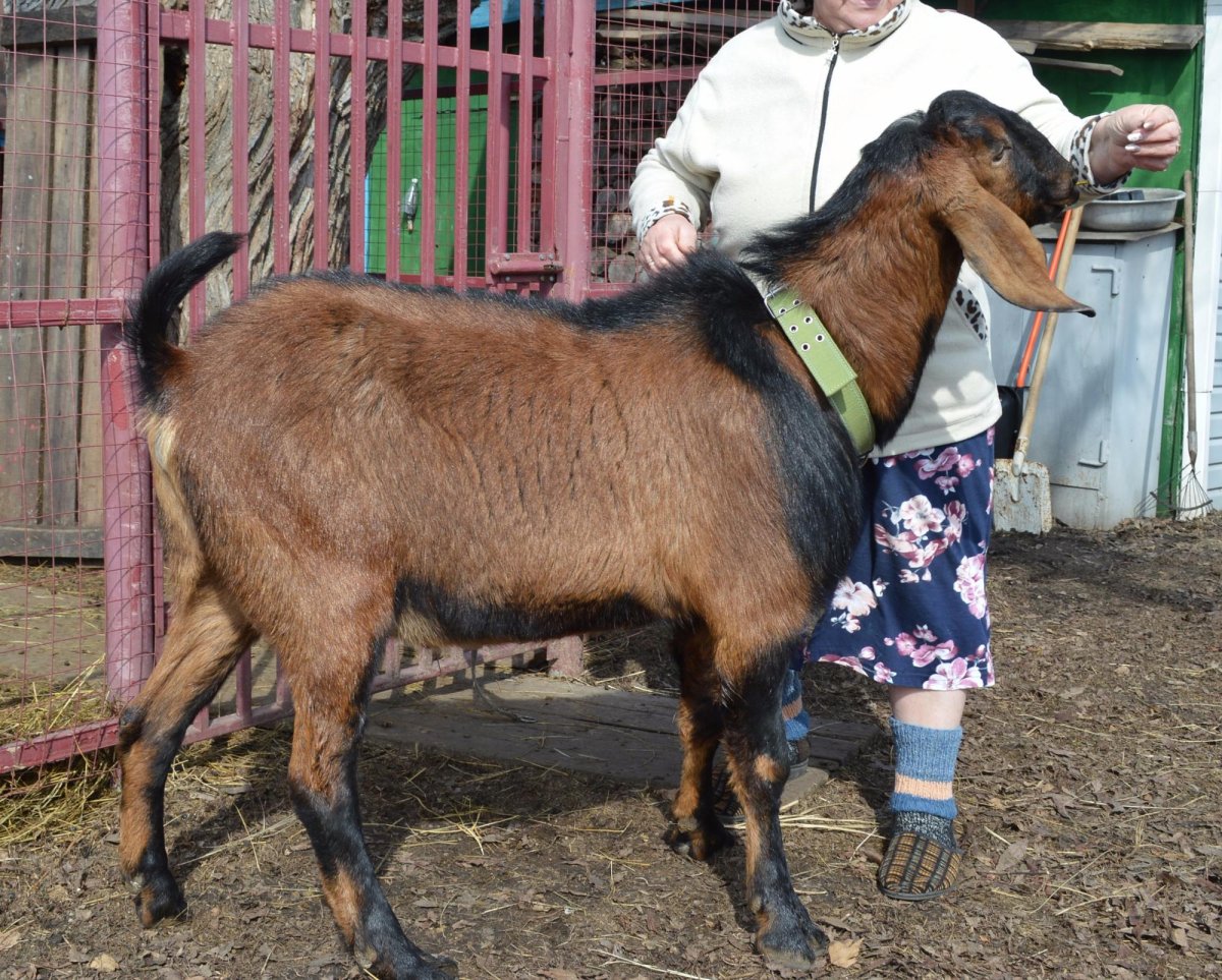 Англо-нубийская коза